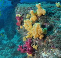 Shag Rock Dive Site - Accommodation Mooloolaba