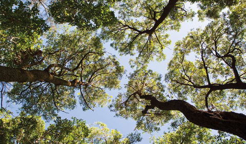 Coffs Coast Regional Park - Accommodation Mooloolaba 2