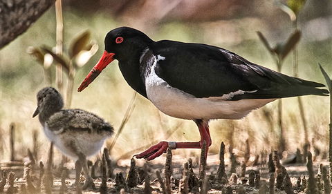 Brunswick Heads Nature Reserve - Accommodation Mooloolaba 2