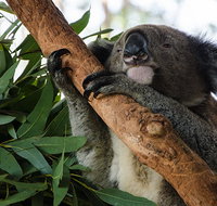 Macquarie Nature Reserve - Accommodation Mooloolaba