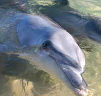 Dolphins of Monkey Mia - Accommodation Mooloolaba