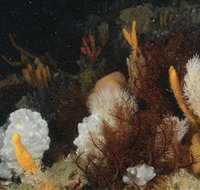 Point Hicks Marine National Park - Accommodation Mooloolaba