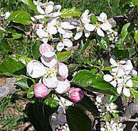 Avro Park Orchards - Accommodation Mooloolaba