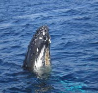 Jervis Bay Whales - Accommodation Mooloolaba