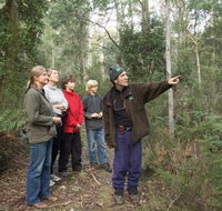 Great Western Tiers Forest Walks Tasmania - Accommodation Mooloolaba