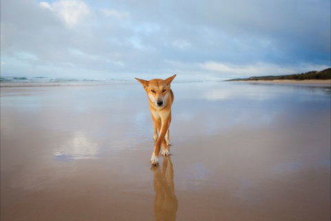 Fraser Island Adventure Tours - Accommodation Mooloolaba 1