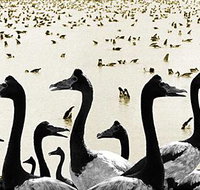 Tin Shed Art Gallery - Accommodation Mooloolaba