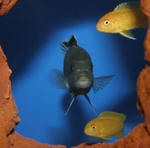 River To Reef Aquarium - Accommodation Mooloolaba 1