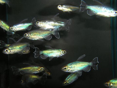 River To Reef Aquarium - Accommodation Mooloolaba 3