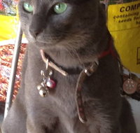 Pets and Saddles - Accommodation Mooloolaba