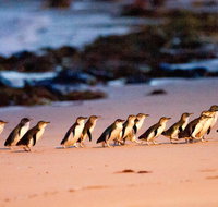 Phillip Island Penguin Parade Entry and Express Shuttle from Melbourne - Accommodation Mooloolaba