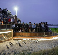Small-Group Phillip Island Day Trip from Melbourne with Penguin Plus Viewing - Accommodation Mooloolaba