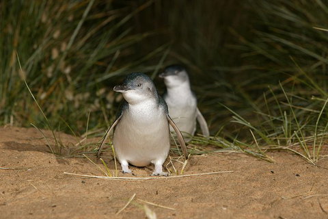 Small-Group Phillip Island Day Trip From Melbourne With Penguin Plus Viewing - Accommodation Mooloolaba 1
