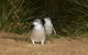 Small-Group Phillip Island Day Trip From Melbourne With Penguin Plus Viewing - thumb 8