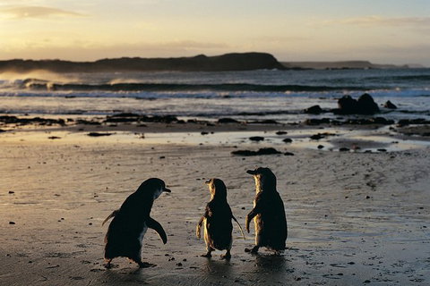 Small-Group Phillip Island Day Trip From Melbourne With Penguin Plus Viewing - Accommodation Mooloolaba 15