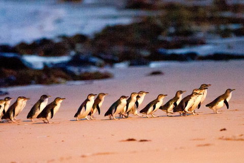 Small-Group Phillip Island Day Trip From Melbourne With Penguin Plus Viewing - Accommodation Mooloolaba 13