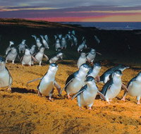 Phillip Island Tour from Melbourne - Accommodation Mooloolaba