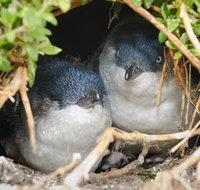 Phillip Island Penguin Parade Evening Tour - Accommodation Mooloolaba