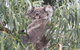 Koalas And Kangaroo In The Wild Tour From Melbourne - thumb 9