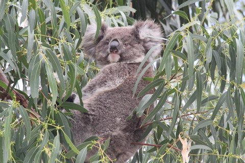 Koalas And Kangaroo In The Wild Tour From Melbourne - Accommodation Mooloolaba 9