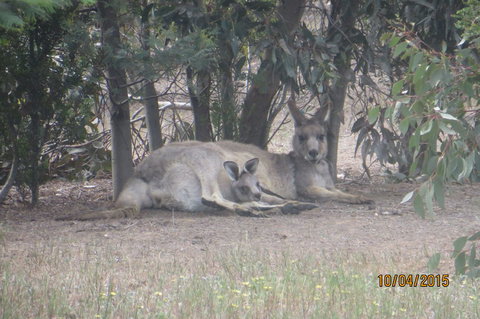 Koalas And Kangaroo In The Wild Tour From Melbourne - Accommodation Mooloolaba 14