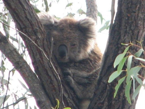 Koalas And Kangaroo In The Wild Tour From Melbourne - Accommodation Mooloolaba 22