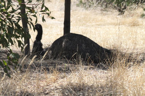 Koalas And Kangaroo In The Wild Tour From Melbourne - Accommodation Mooloolaba 8