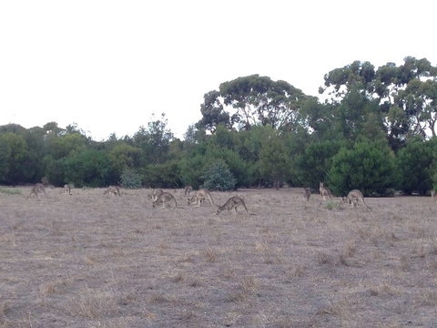 Koalas And Kangaroo In The Wild Tour From Melbourne - Accommodation Mooloolaba 11