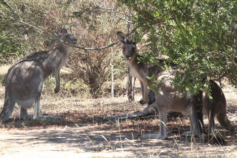 Koalas And Kangaroo In The Wild Tour From Melbourne - Accommodation Mooloolaba 6