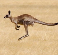 Koalas and Kangaroo in the Wild Tour from Melbourne - Accommodation Mooloolaba