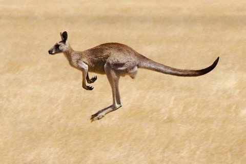 Koalas And Kangaroo In The Wild Tour From Melbourne - Accommodation Mooloolaba 0