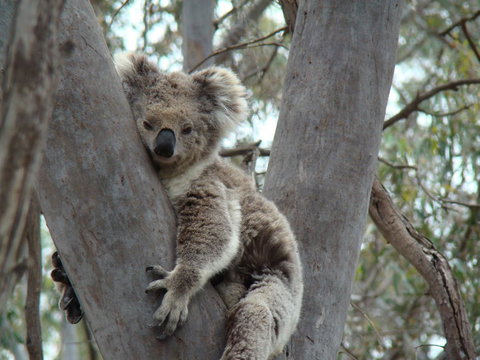 Koalas And Kangaroo In The Wild Tour From Melbourne - Accommodation Mooloolaba 21