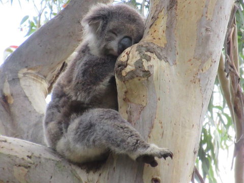 Koalas And Kangaroo In The Wild Tour From Melbourne - Accommodation Mooloolaba 17