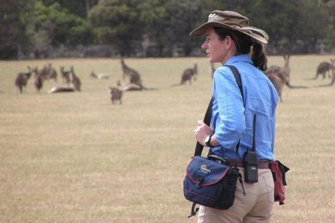 Koalas And Kangaroo In The Wild Tour From Melbourne - Accommodation Mooloolaba 1