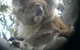 Koalas And Kangaroo In The Wild Tour From Melbourne - thumb 20