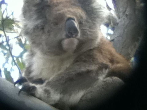 Koalas And Kangaroo In The Wild Tour From Melbourne - Accommodation Mooloolaba 20