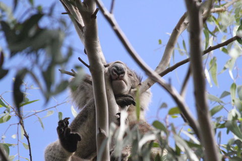 Koalas And Kangaroo In The Wild Tour From Melbourne - Accommodation Mooloolaba 10
