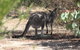 Koalas And Kangaroo In The Wild Tour From Melbourne - thumb 3