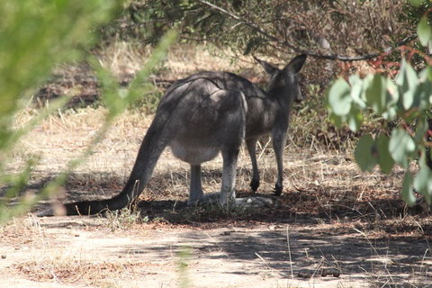 Koalas And Kangaroo In The Wild Tour From Melbourne - Accommodation Mooloolaba 3