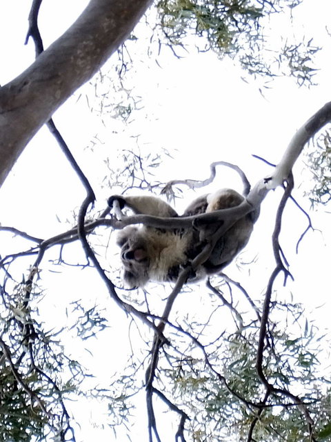 Koalas And Kangaroo In The Wild Tour From Melbourne - Accommodation Mooloolaba 2