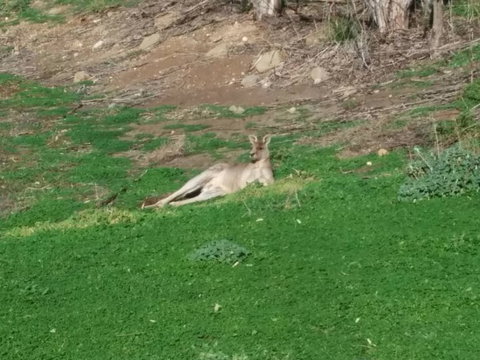 Koalas And Kangaroo In The Wild Tour From Melbourne - Accommodation Mooloolaba 16
