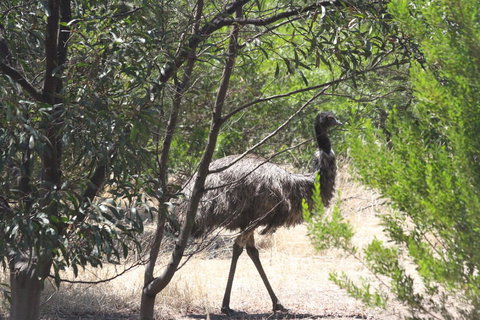 Koalas And Kangaroo In The Wild Tour From Melbourne - Accommodation Mooloolaba 7