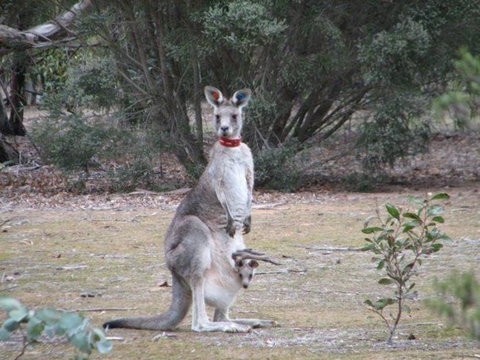 Koalas And Kangaroo In The Wild Tour From Melbourne - Accommodation Mooloolaba 23