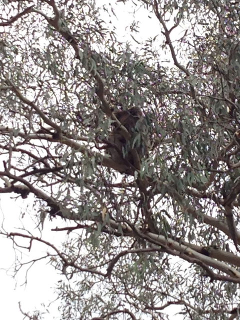 Koalas And Kangaroo In The Wild Tour From Melbourne - Accommodation Mooloolaba 13