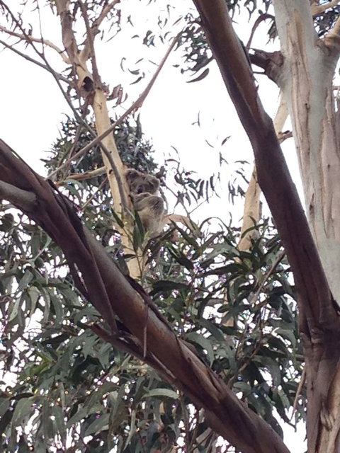 Koalas And Kangaroo In The Wild Tour From Melbourne - Accommodation Mooloolaba 12