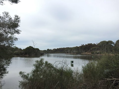 Koalas And Kangaroo In The Wild Tour From Melbourne - Accommodation Mooloolaba 15