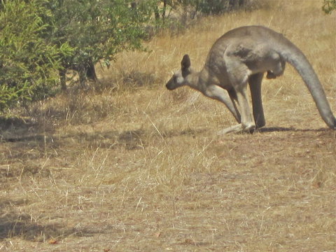 Koalas And Kangaroo In The Wild Tour From Melbourne - Accommodation Mooloolaba 18