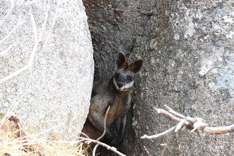Koalas And Kangaroo In The Wild Tour From Melbourne - Accommodation Mooloolaba 27