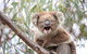 Koalas And Kangaroo In The Wild Tour From Melbourne - thumb 28
