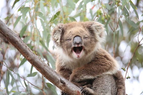 Koalas And Kangaroo In The Wild Tour From Melbourne - Accommodation Mooloolaba 28